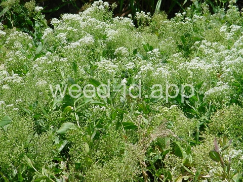 cress, hoary